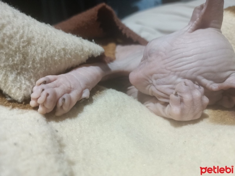 Sphynx, Kedi  Dobby fotoğrafı