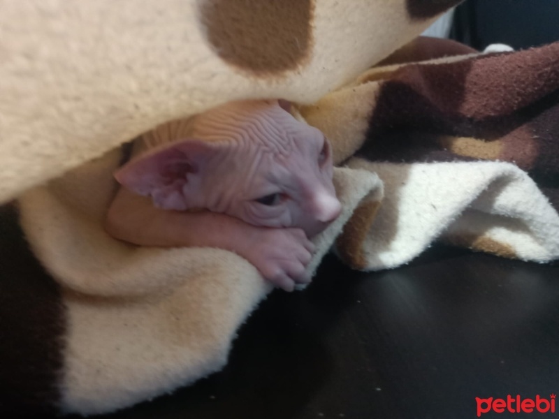 Sphynx, Kedi  Dobby fotoğrafı