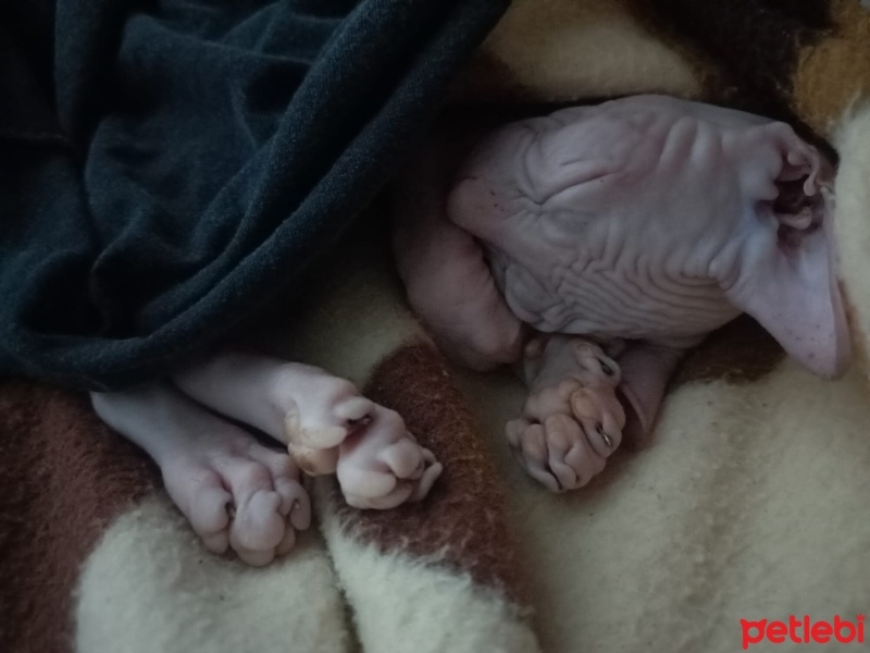 Sphynx, Kedi  Dobby fotoğrafı