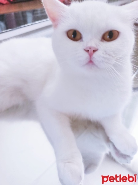 Scottish Fold, Kedi  Süslü fotoğrafı