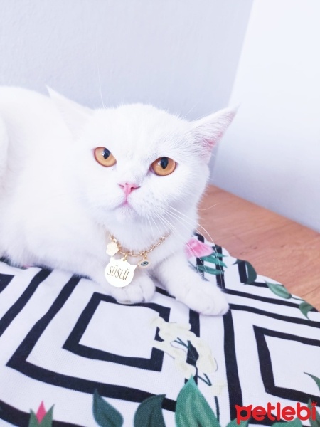 Scottish Fold, Kedi  Süslü fotoğrafı