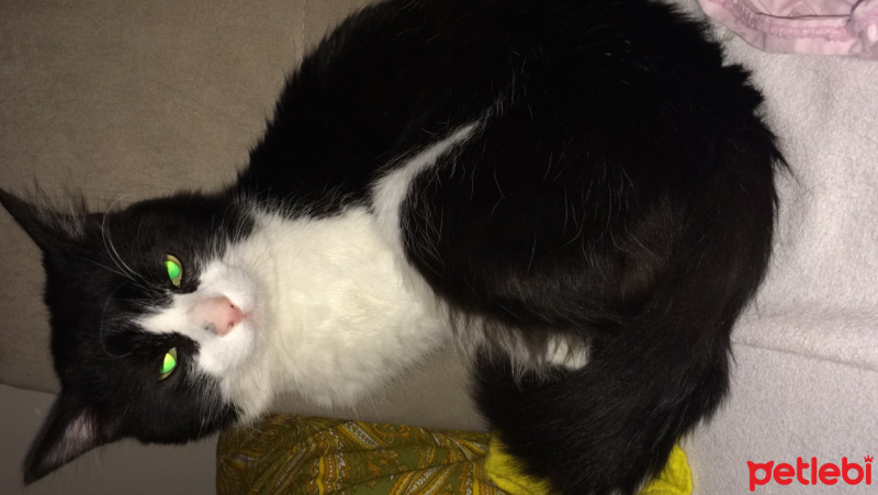 Tuxedo (Smokin) Kedi, Kedi  Yumak fotoğrafı