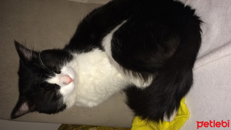 Tuxedo (Smokin) Kedi, Kedi  Yumak fotoğrafı