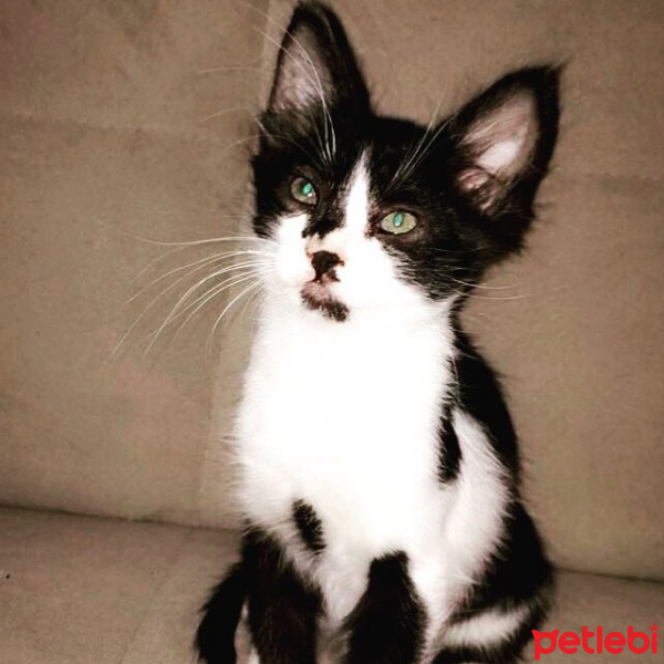 Tuxedo (Smokin) Kedi, Kedi  Yumak fotoğrafı
