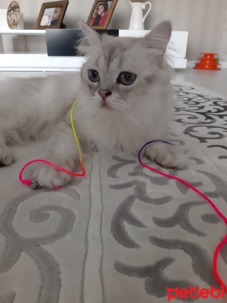 British Longhair, Kedi  Mavi fotoğrafı