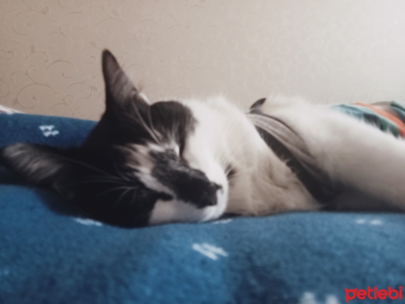 Tekir Kedi, Kedi  Fiko fotoğrafı