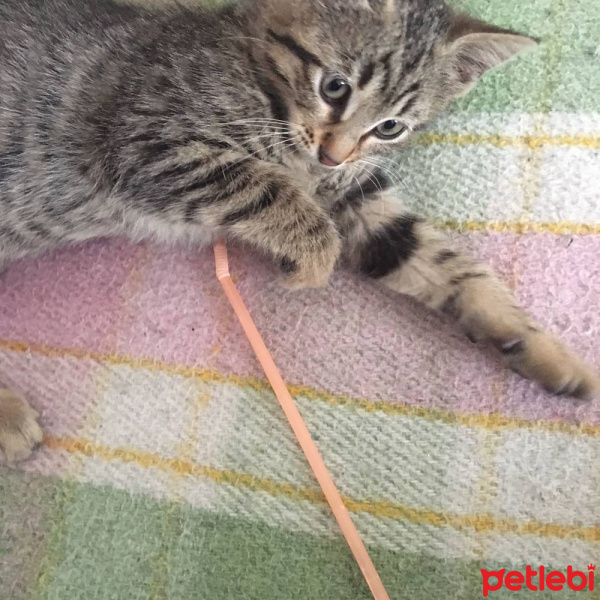 Tekir Kedi, Kedi  Lokum fotoğrafı