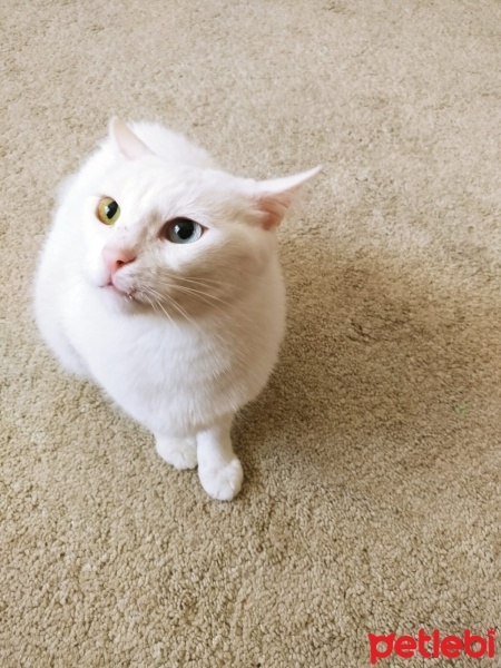 Van Kedisi, Kedi  Pamuk fotoğrafı