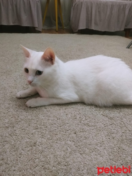 Van Kedisi, Kedi  Pamuk fotoğrafı