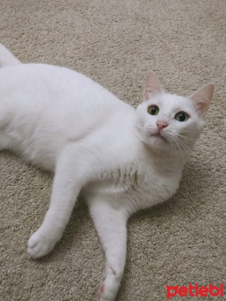 Van Kedisi, Kedi  Pamuk fotoğrafı