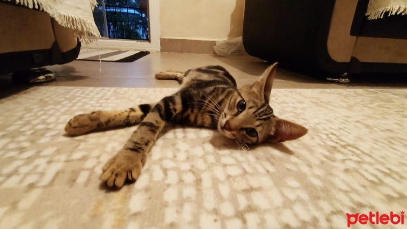 Bengal, Kedi  Bangelore fotoğrafı