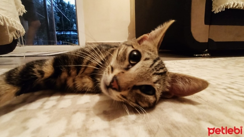 Bengal, Kedi  Bangelore fotoğrafı