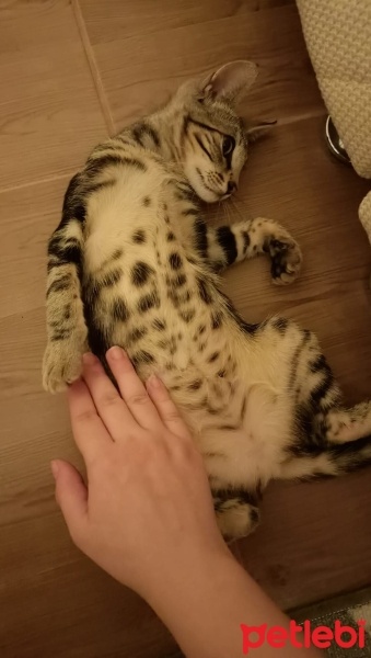 Bengal, Kedi  Bangelore fotoğrafı