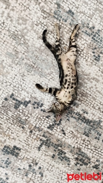 Bengal, Kedi  Bangelore fotoğrafı