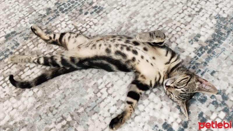 Bengal, Kedi  Bangelore fotoğrafı