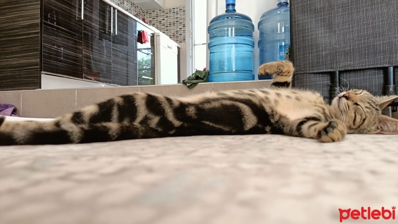 Bengal, Kedi  Bangelore fotoğrafı