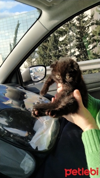 Scottish Fold, Kedi  Karma fotoğrafı