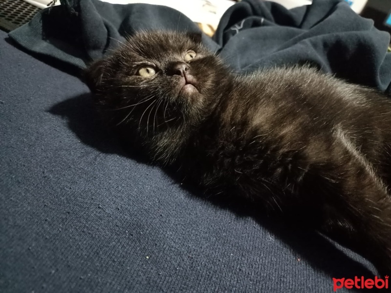 Scottish Fold, Kedi  Karma fotoğrafı