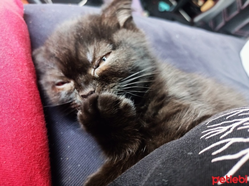 Scottish Fold, Kedi  Karma fotoğrafı