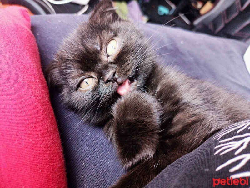 Scottish Fold, Kedi  Karma fotoğrafı