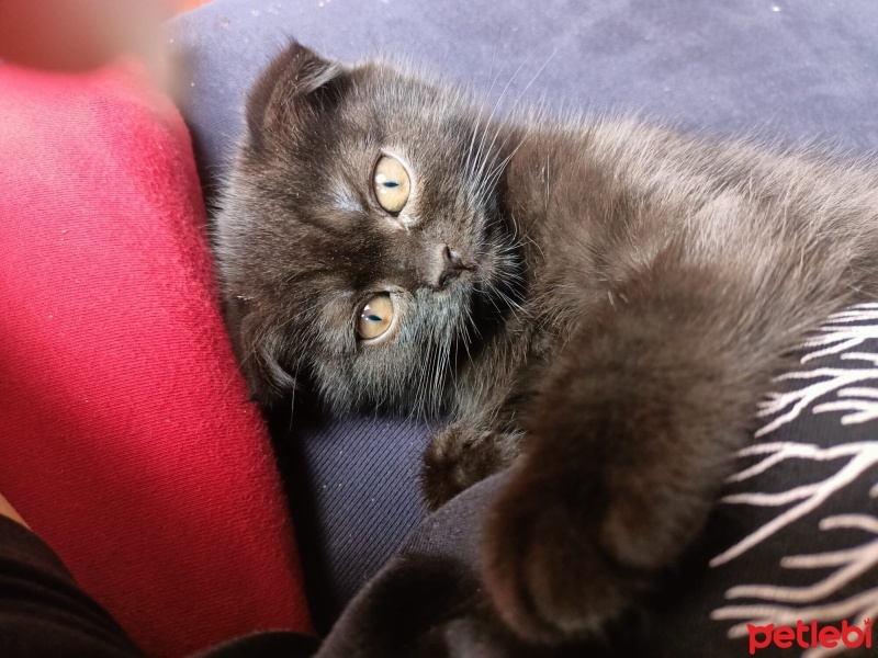 Scottish Fold, Kedi  Karma fotoğrafı