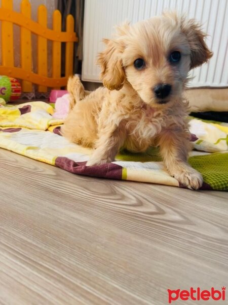 Maltese, Köpek  Bal fotoğrafı