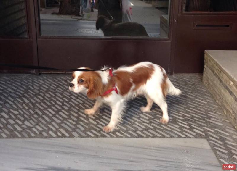 King Charles Spaniel, Köpek  Cavalier King Charles Spaniel fotoğrafı