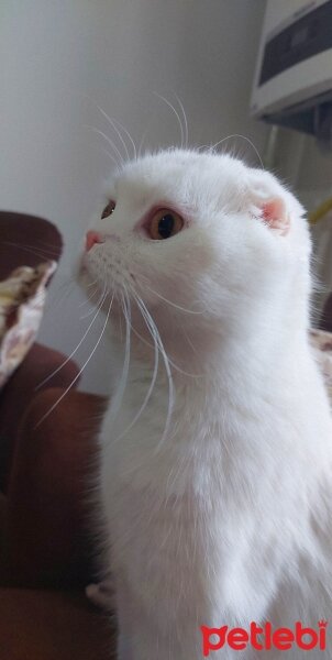 Scottish Fold, Kedi  Kumsal fotoğrafı