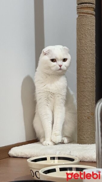 Scottish Fold, Kedi  Kumsal fotoğrafı