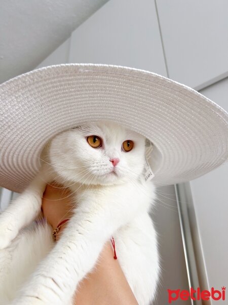 Scottish Fold, Kedi  Kumsal fotoğrafı