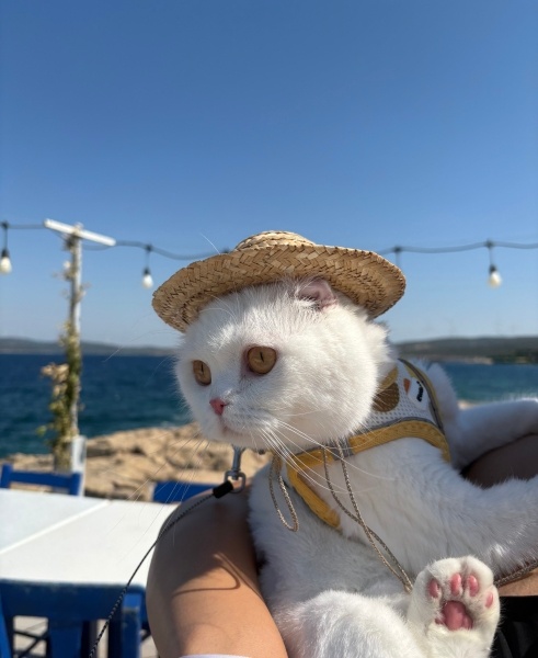 Scottish Fold, Kedi  Kumsal fotoğrafı