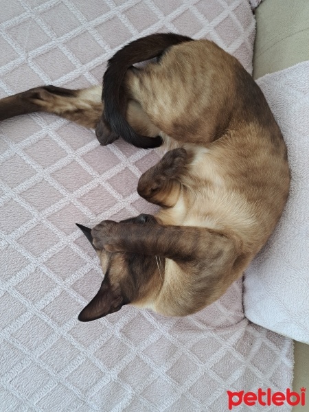 Siyam Kedisi, Kedi  Mırmır fotoğrafı