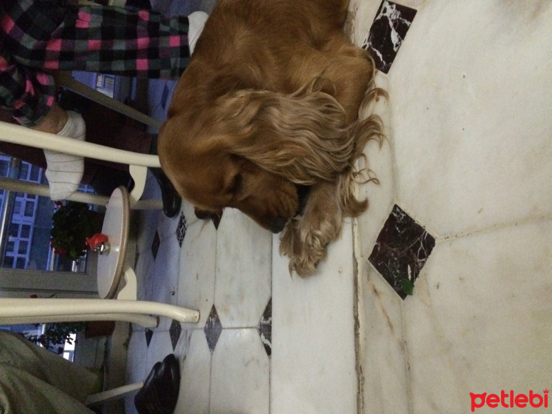 Amerikan Cocker Spaniel, Köpek  Şeker fotoğrafı