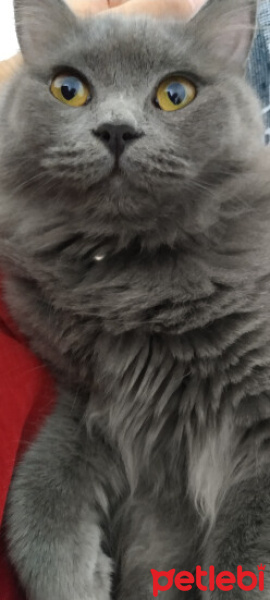 British Longhair, Kedi  ceku fotoğrafı