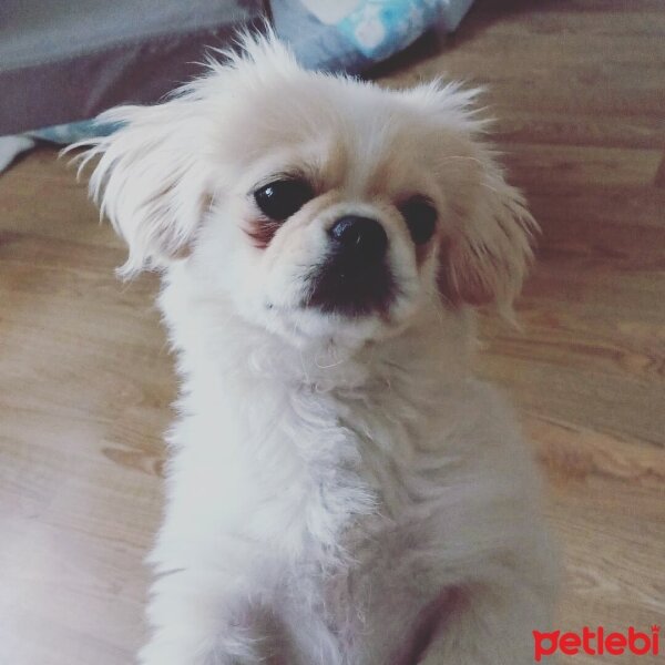 Pekingese, Köpek  Chucky fotoğrafı