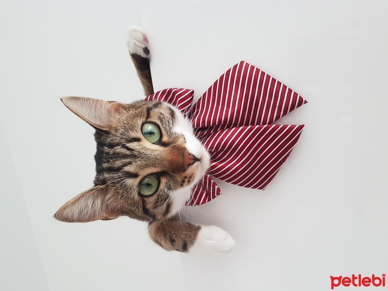 Tekir Kedi, Kedi  Lokum fotoğrafı