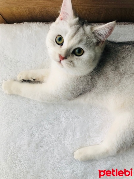 British Shorthair, Kedi  Patik fotoğrafı
