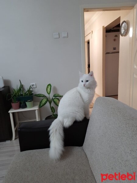 Ankara Kedisi, Kedi  Rocky fotoğrafı