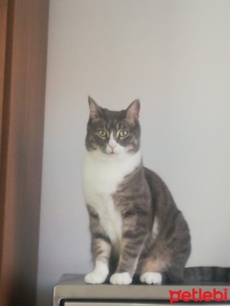 Tekir Kedi, Kedi  Boncuk fotoğrafı