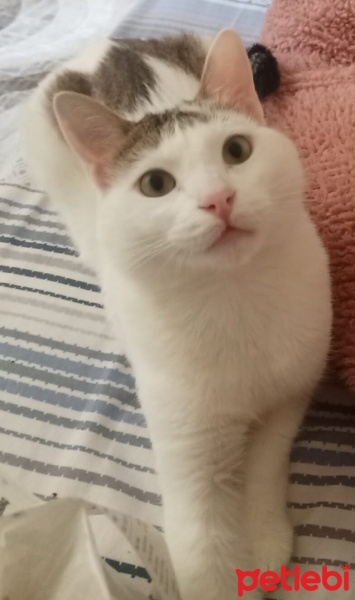 Tekir Kedi, Kedi  Lokum fotoğrafı