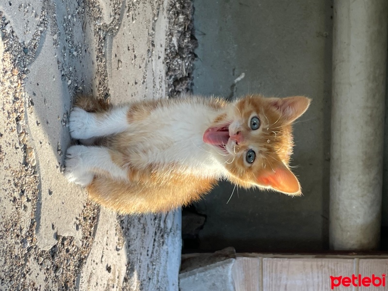 Sarman, Kedi  Fasulye fotoğrafı