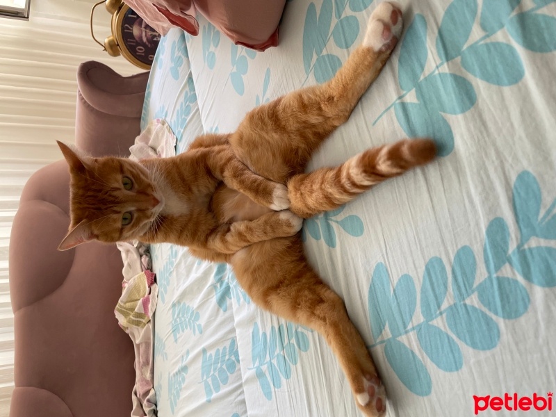 Sarman, Kedi  Fasulye fotoğrafı