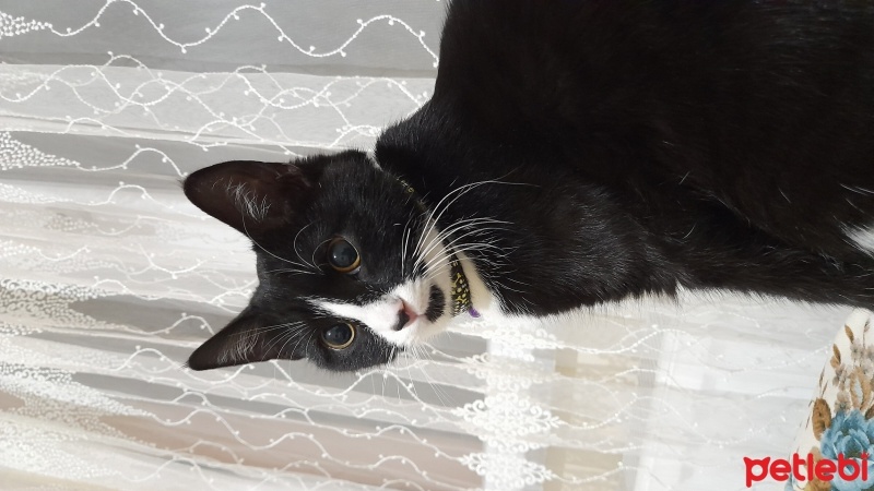 Tekir Kedi, Kedi  ZEYTİN fotoğrafı