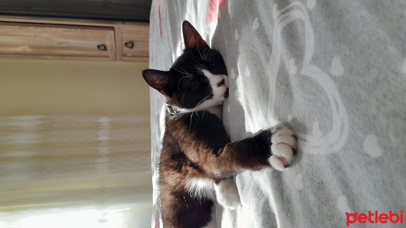 Tekir Kedi, Kedi  ZEYTİN fotoğrafı