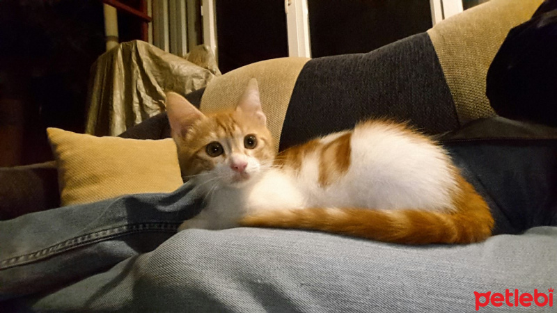 Tekir Kedi, Kedi  Lucy fotoğrafı