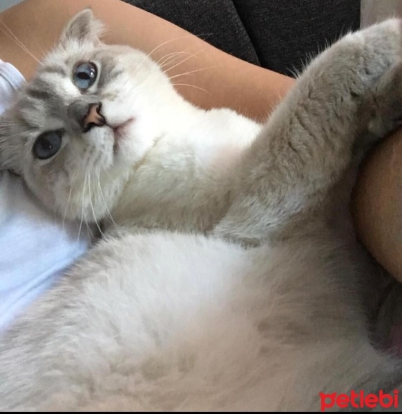 Scottish Fold, Kedi  Lokum fotoğrafı