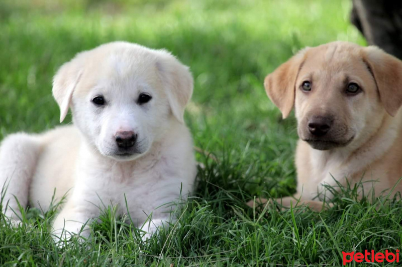 Kangal, Köpek  Murphy ve Hera fotoğrafı