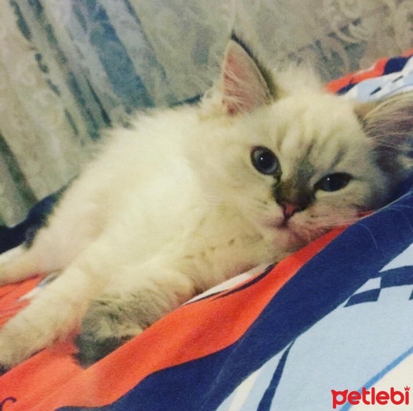 British Longhair, Kedi  Ponçik fotoğrafı