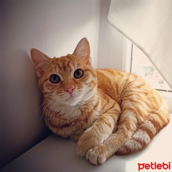 European Shorthair, Kedi  Cesur fotoğrafı