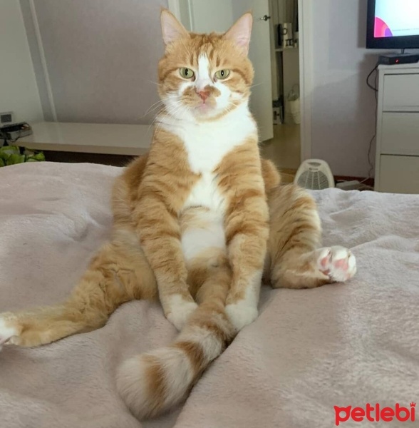 European Shorthair, Kedi  Cesur fotoğrafı